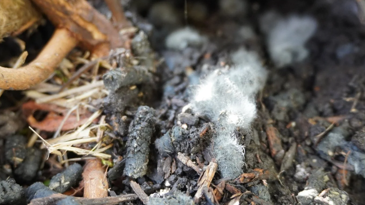 Immagine 2025-12-18 115431.png