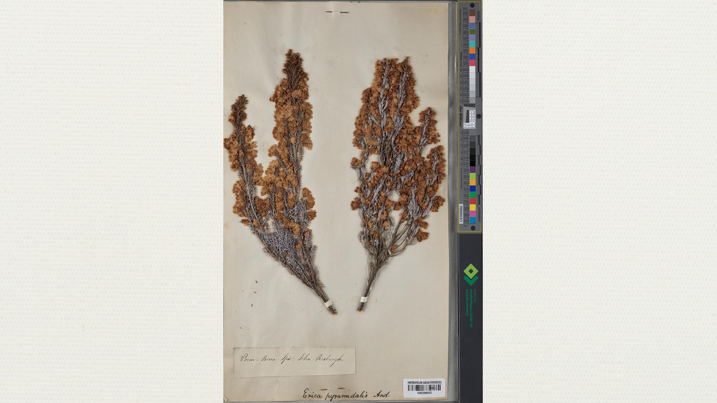 Erica pyramidalis Sol. (Ericaceae). 