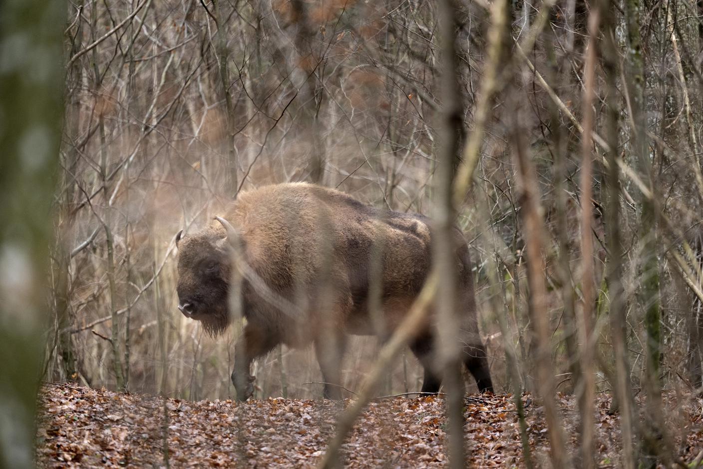 Uno dei bisonti europei di Welschenrohr in una fotografia del 2023