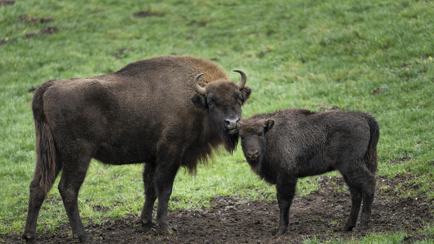 Due bisonti europei di Welschenrohr in una fotografia del 2023