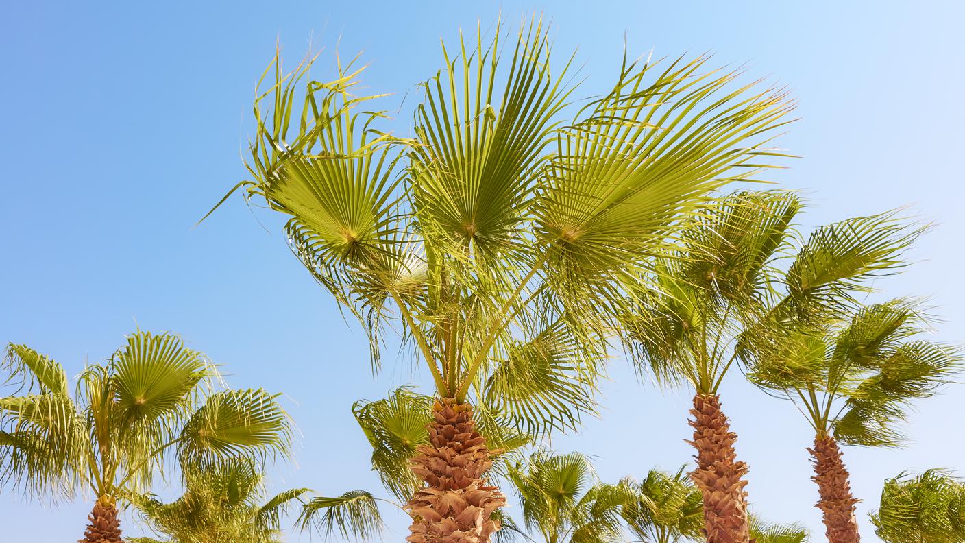 Una palma dum con foglie palmate, a forma di ventaglio