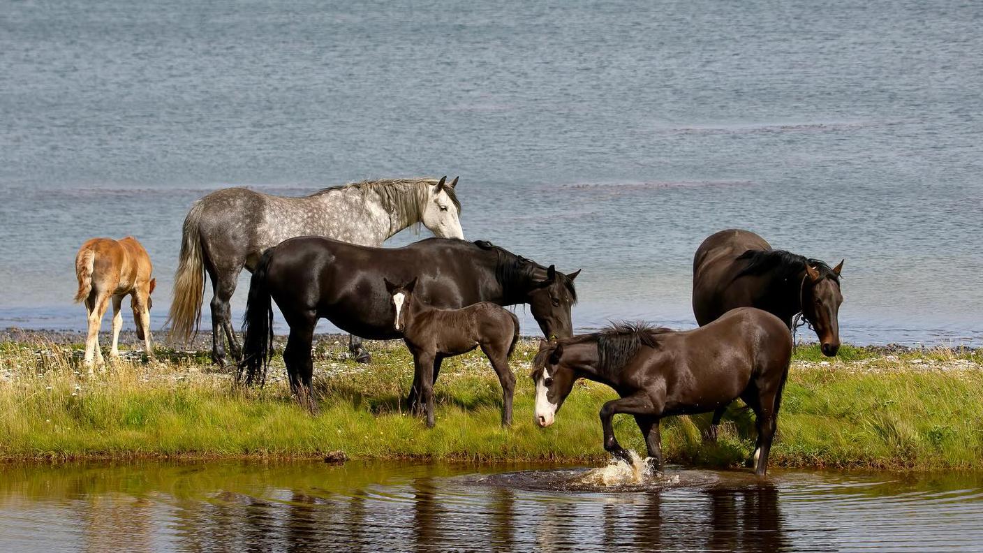 Dalla pagina facebook WANE