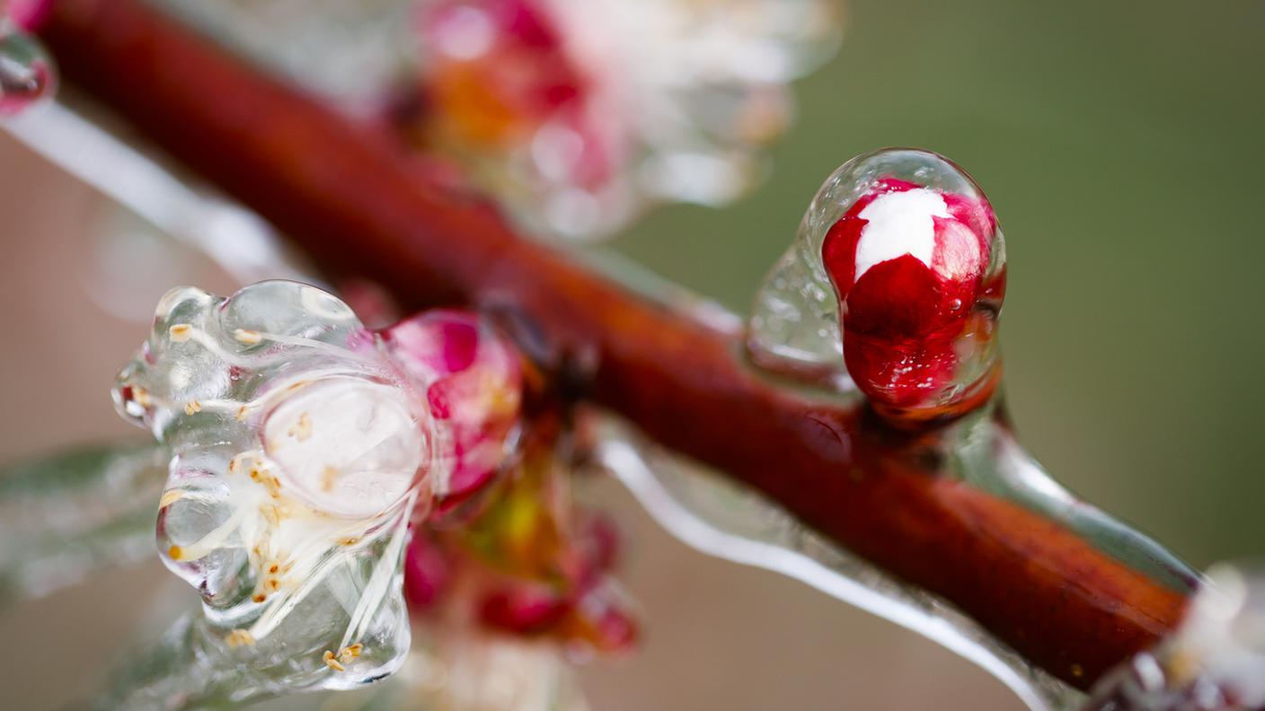 Martigny, Canton Vallese: l'acqua viene spruzzata nei frutteti di albicocche per proteggere le gemme in fiore con un sottile strato di ghiaccio