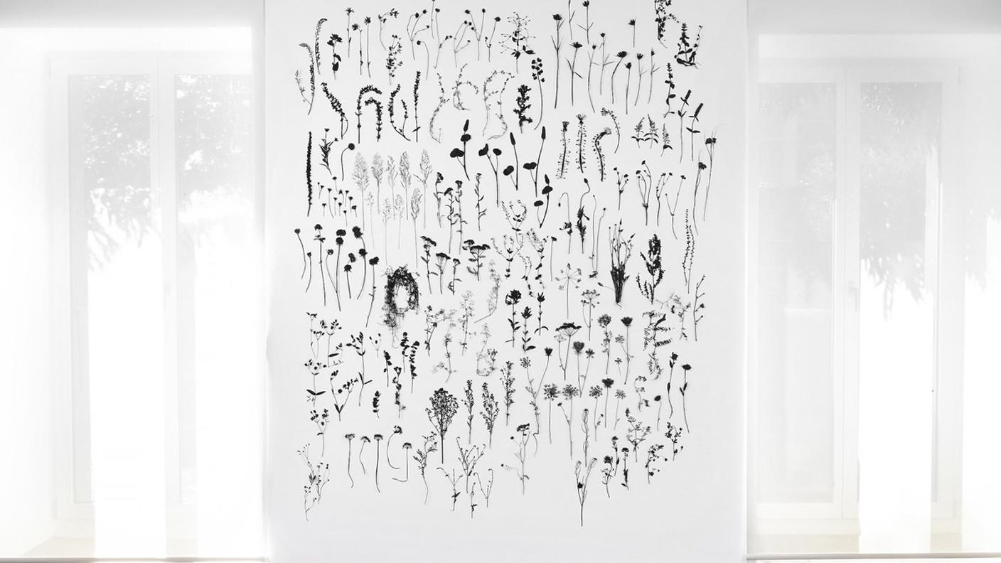 Manuela Bieri, erbario nero