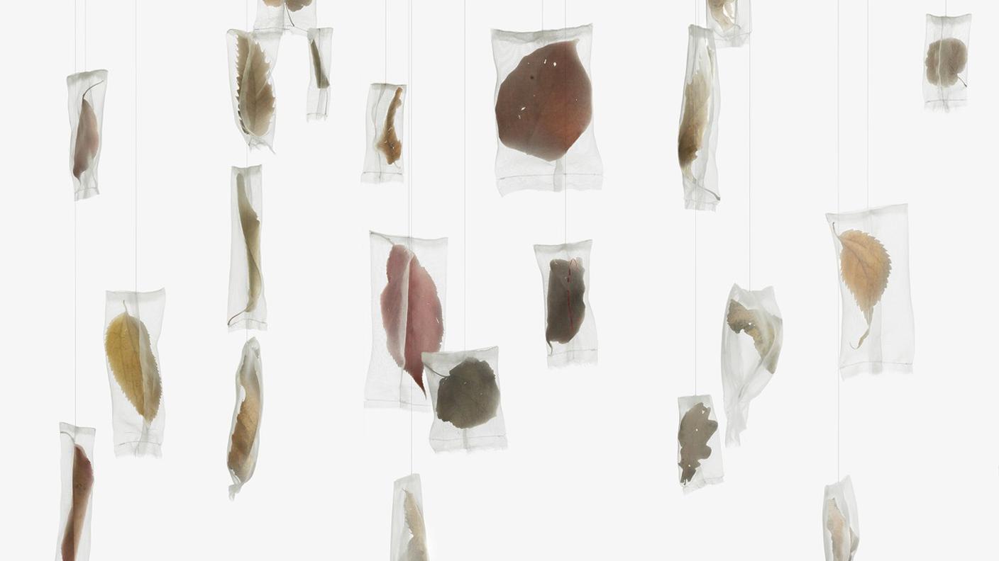 Manuela Bieri, Foglie in bozzolo