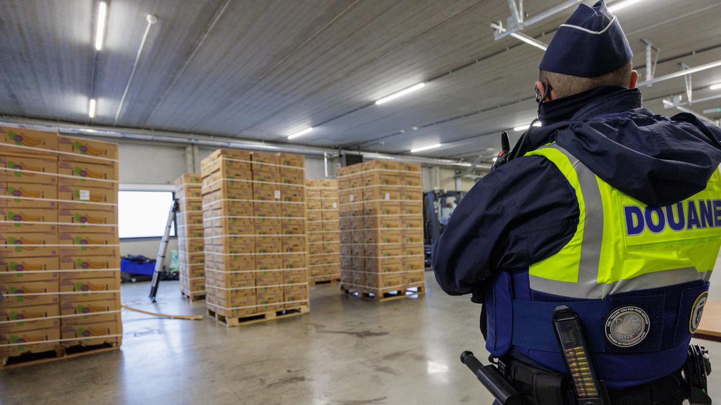 Anversa: l'ispezione di un carico di banane per controllare se non nasconda cocaina