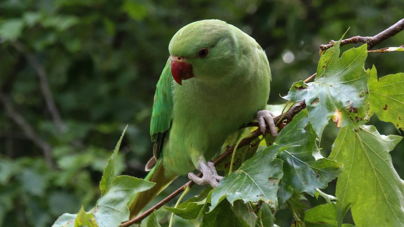 pappagallini-verdi.jpg