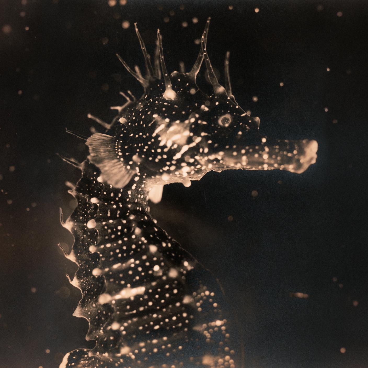 19 - Tender Ender, Black Swan - Cover 3000x3000.jpg