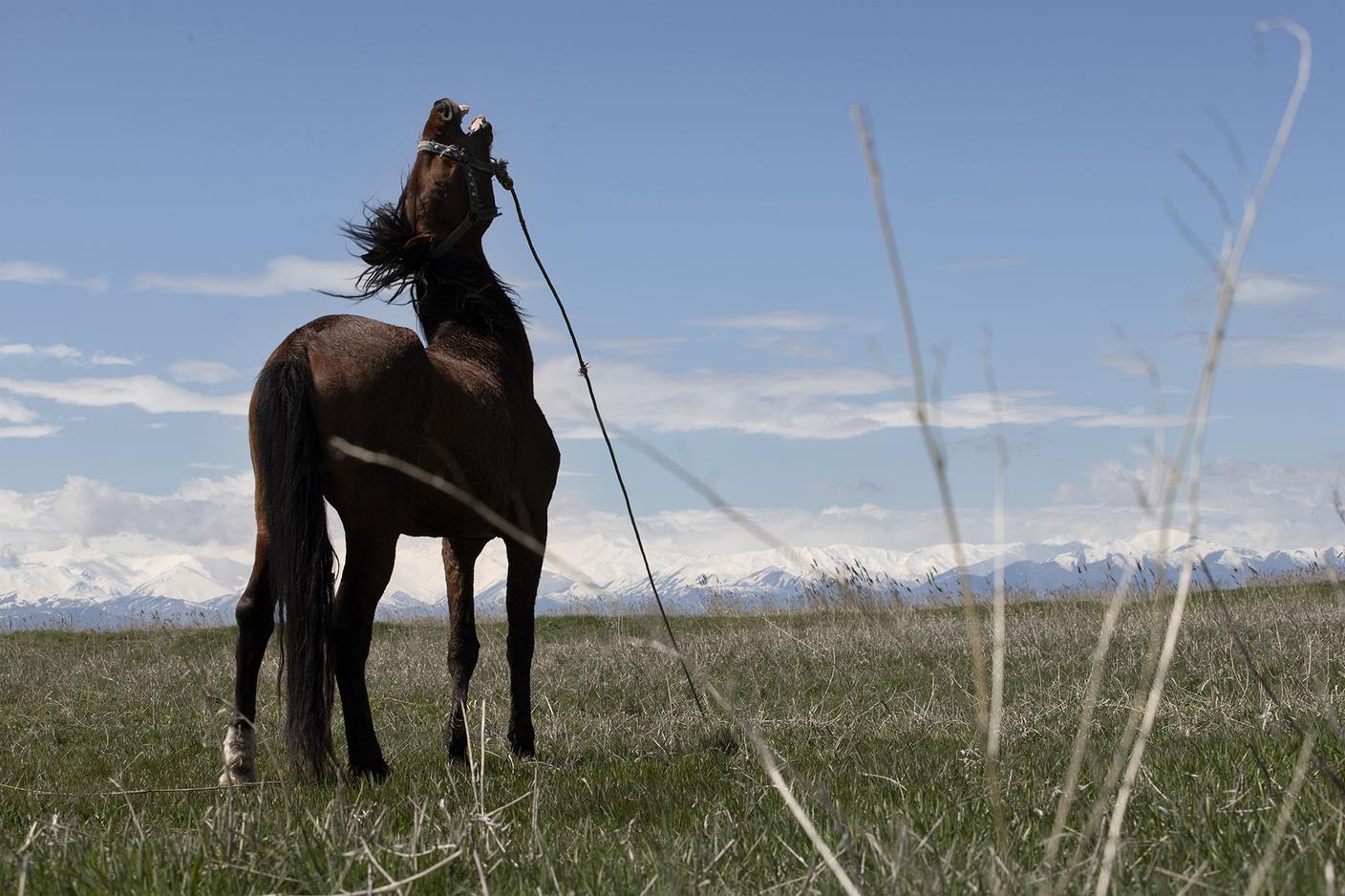 In queste zone del confine tra Iran e Turchia i cavalli sono indispensabili per attraversare i sentieri montani e sono impiegati nelle rotte del contrabbando di merci e, dalle guide, nel traffico di esseri umani.