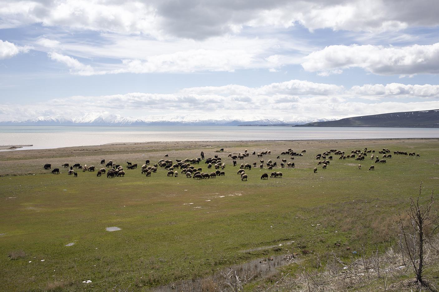 Un pastore accompagna il suo gregge su una pianura erbosa sulle rive del lago; in questo territorio la pastorizia è ancora oggi una delle principali attività economiche.