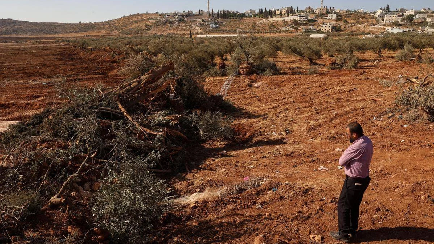 gaza_ulivi_afp.png
