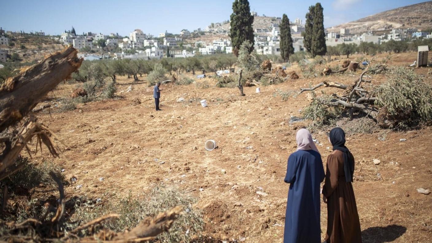 Israele ha sradicato 10.000 ulivi ad al-Mughayyir, villaggio palestinese della Cisgiordania. L’esercito israeliano ha dichiarato che lo sradicamento degli alberi aveva lo scopo di “scoraggiare” gli abitanti del villaggio e far “pagare loro un prezzo pesante"