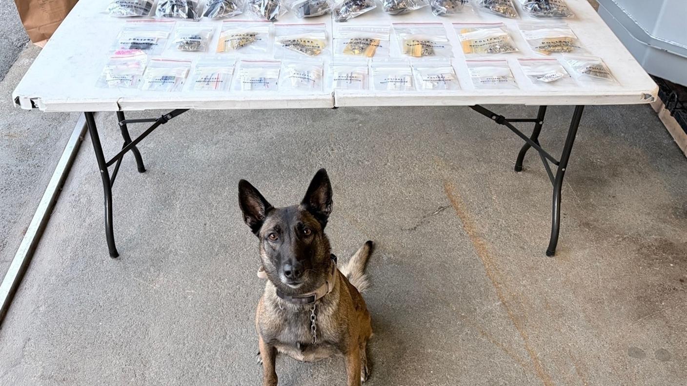 Il cane dell'antidroga Cara di fronte agli stupefacenti sequestrati 