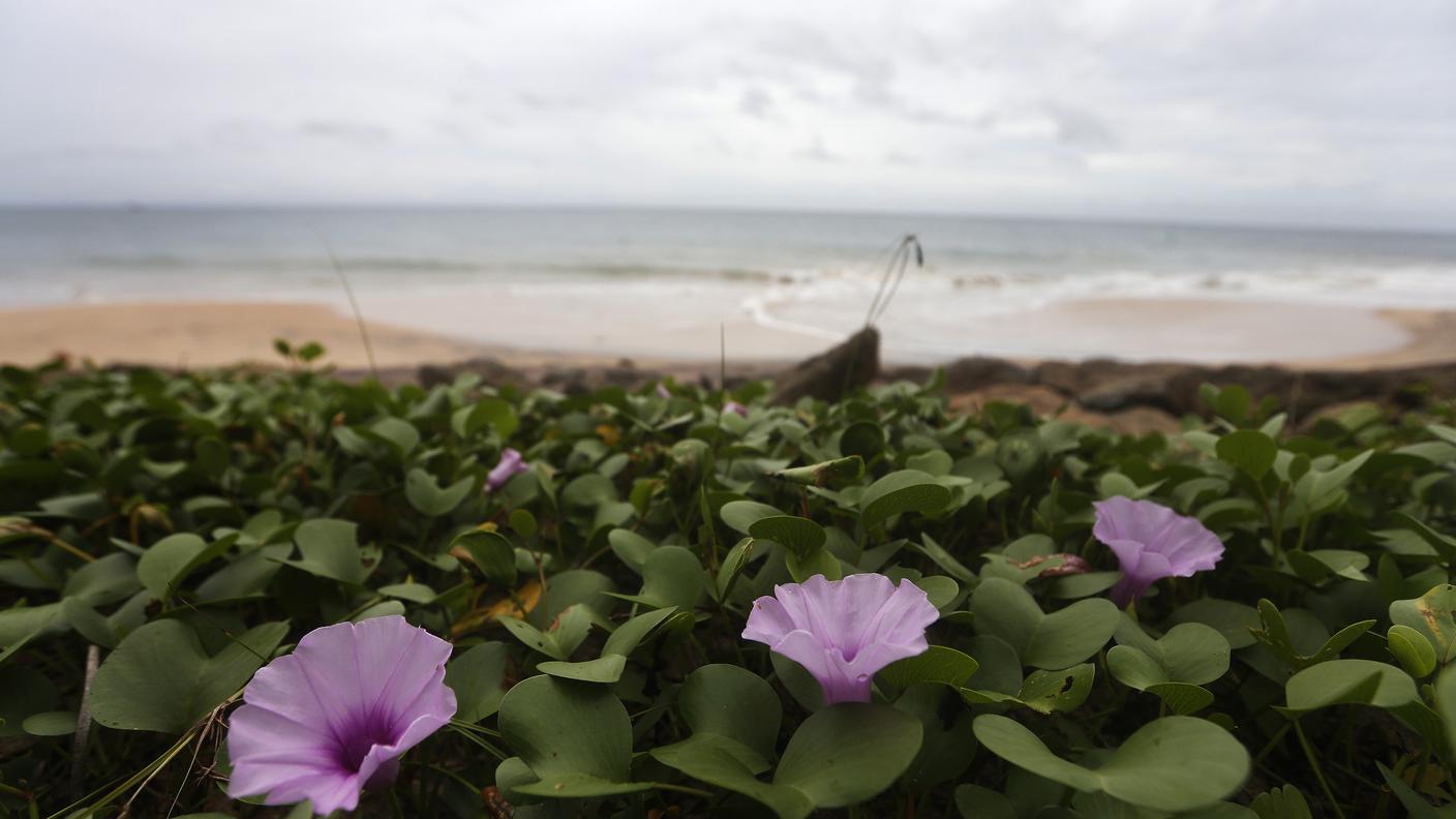 Fiori piantati sulla spiaggia di Seenigama, Sri Lanka, in memoria delle vittime Reuters.jpg