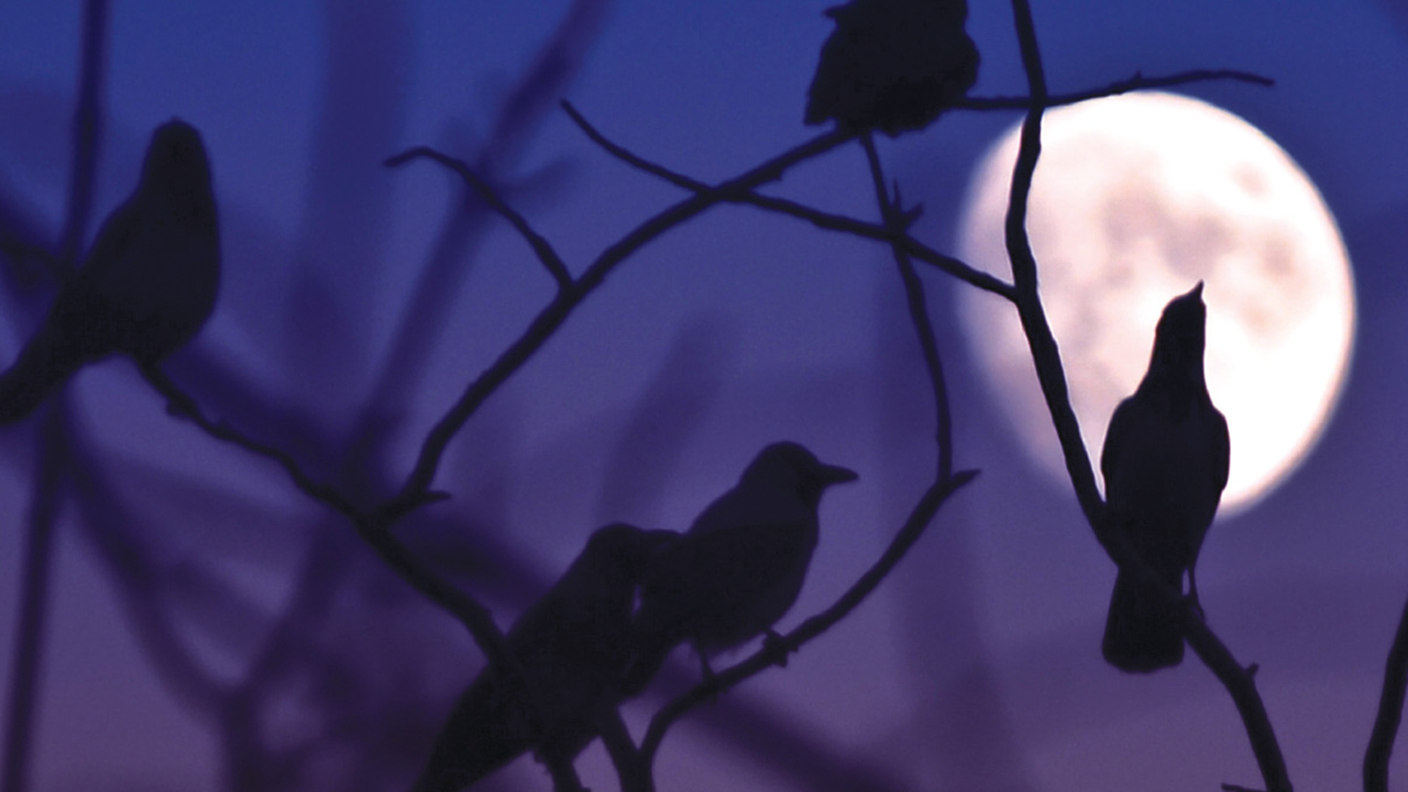 tenera_e_la_notte-1_1.png