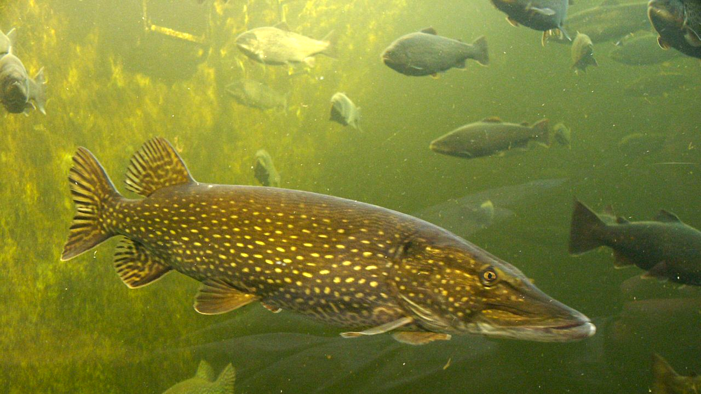 Il luccio è un vero predatore che si impone con la forza
