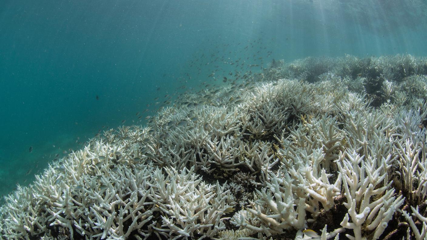 L'umanità sta trasformando gli oceani in deserti