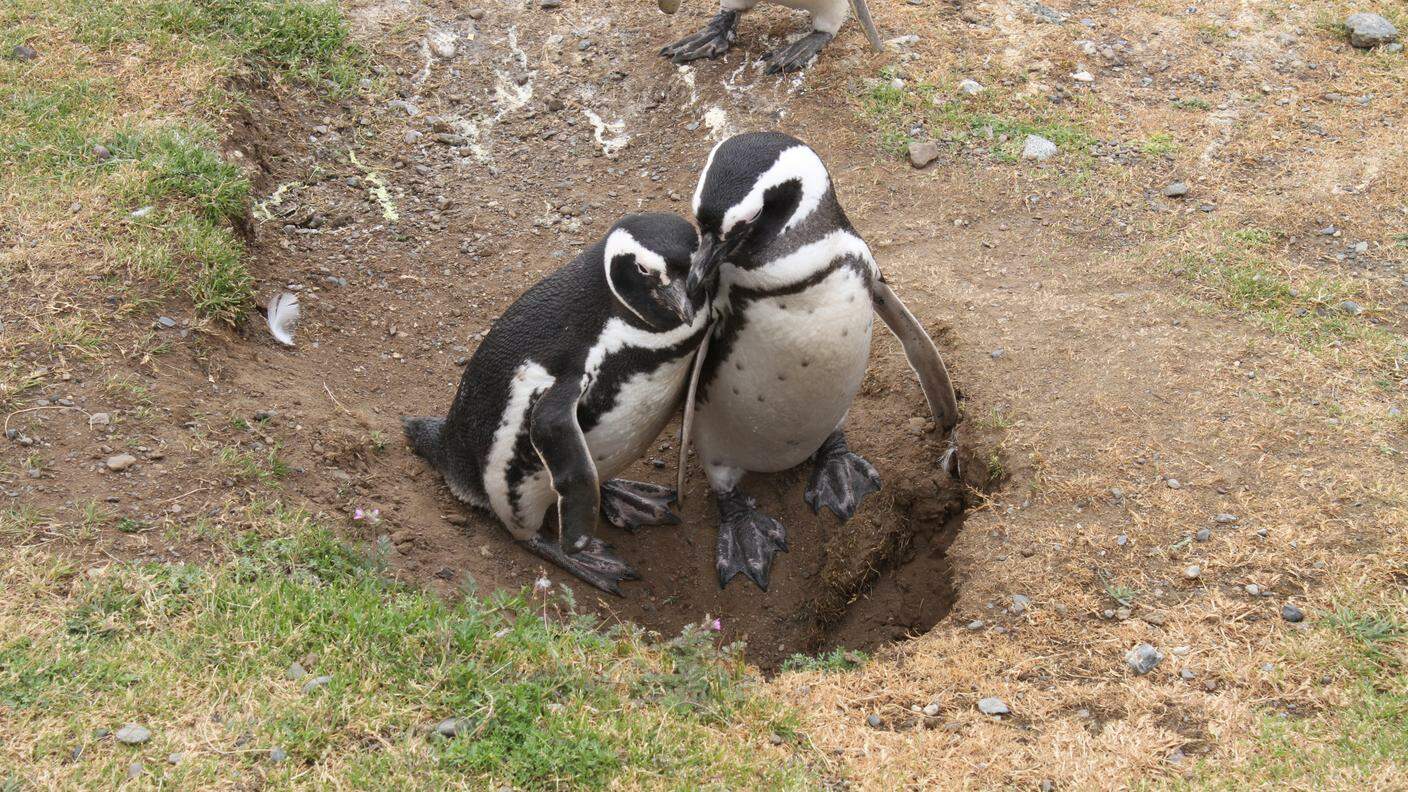Una coppia di pinguini prepara la tana per la cova