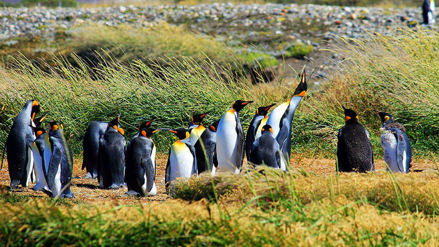 Pinguini Reali a Porvenir - Terra del Fuoco