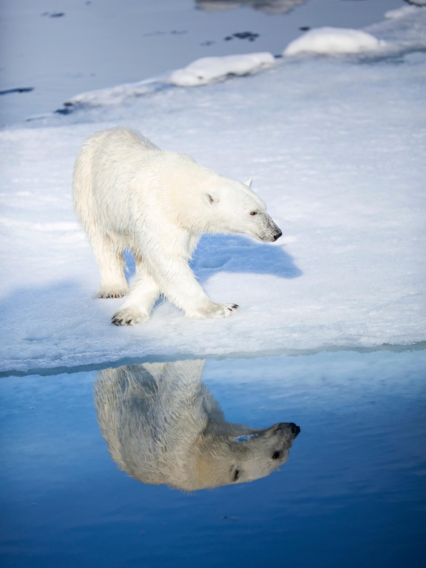 Uno dei 3000 orsi polari sopravvissuti alle Svalbard