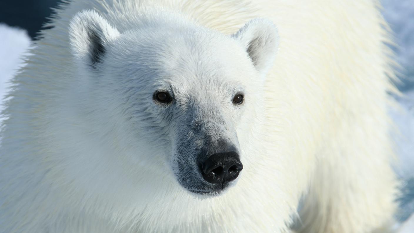 Un primo piano di uno dei 3000 orsi polari delle Svalbard
