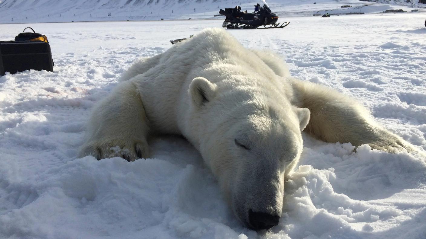 Orso polare sedato per un'ispezione clinica
