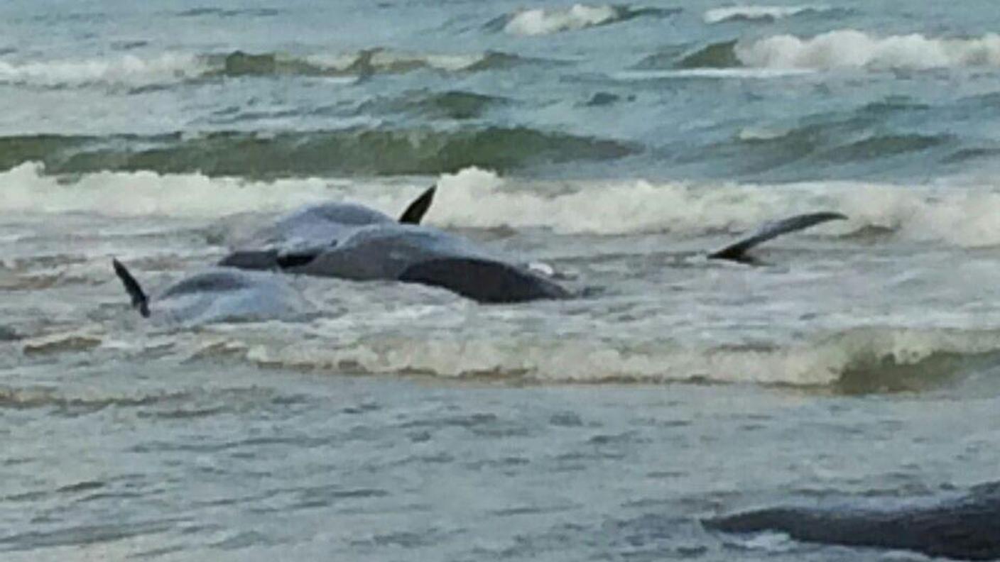 Morti tre dei sette cetacei