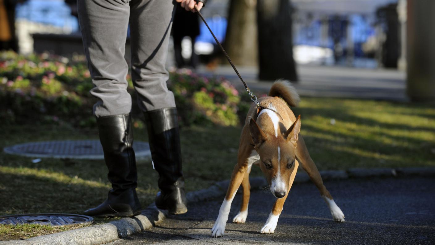 Dog Park a Lugano 03 Tipress.jpg
