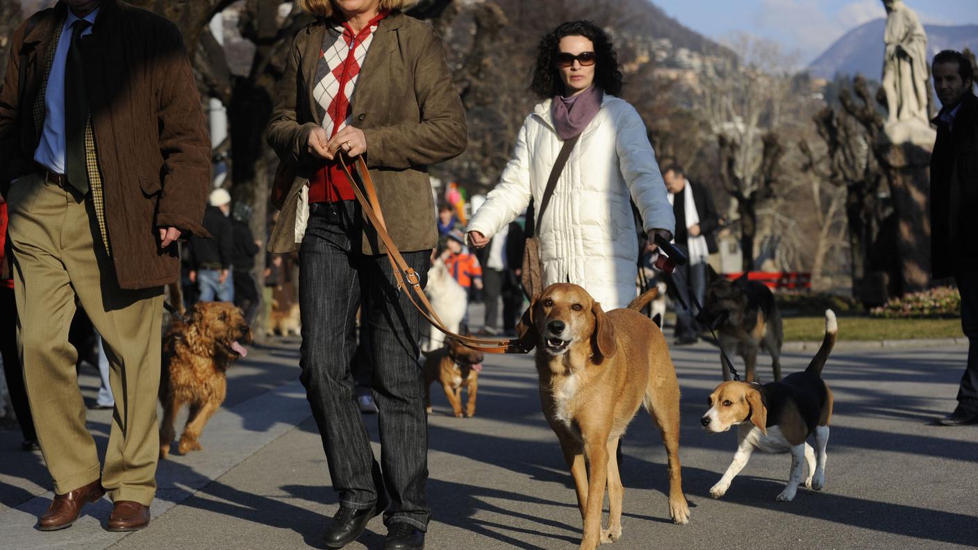 Dog Park a Lugano 04 Tipress.jpg