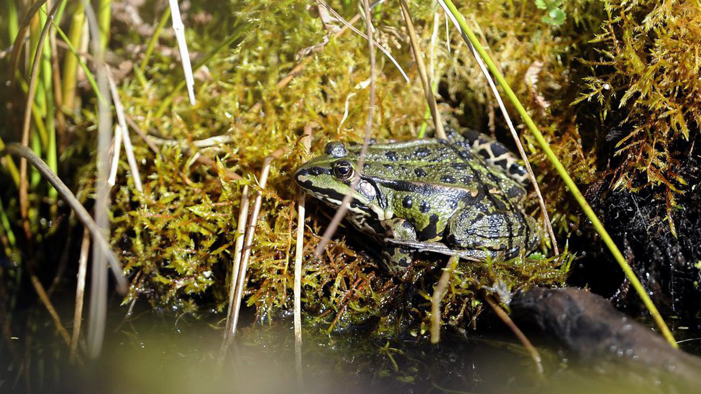 Una rana fotografata nel suo ambiente a Meggen nel 2011