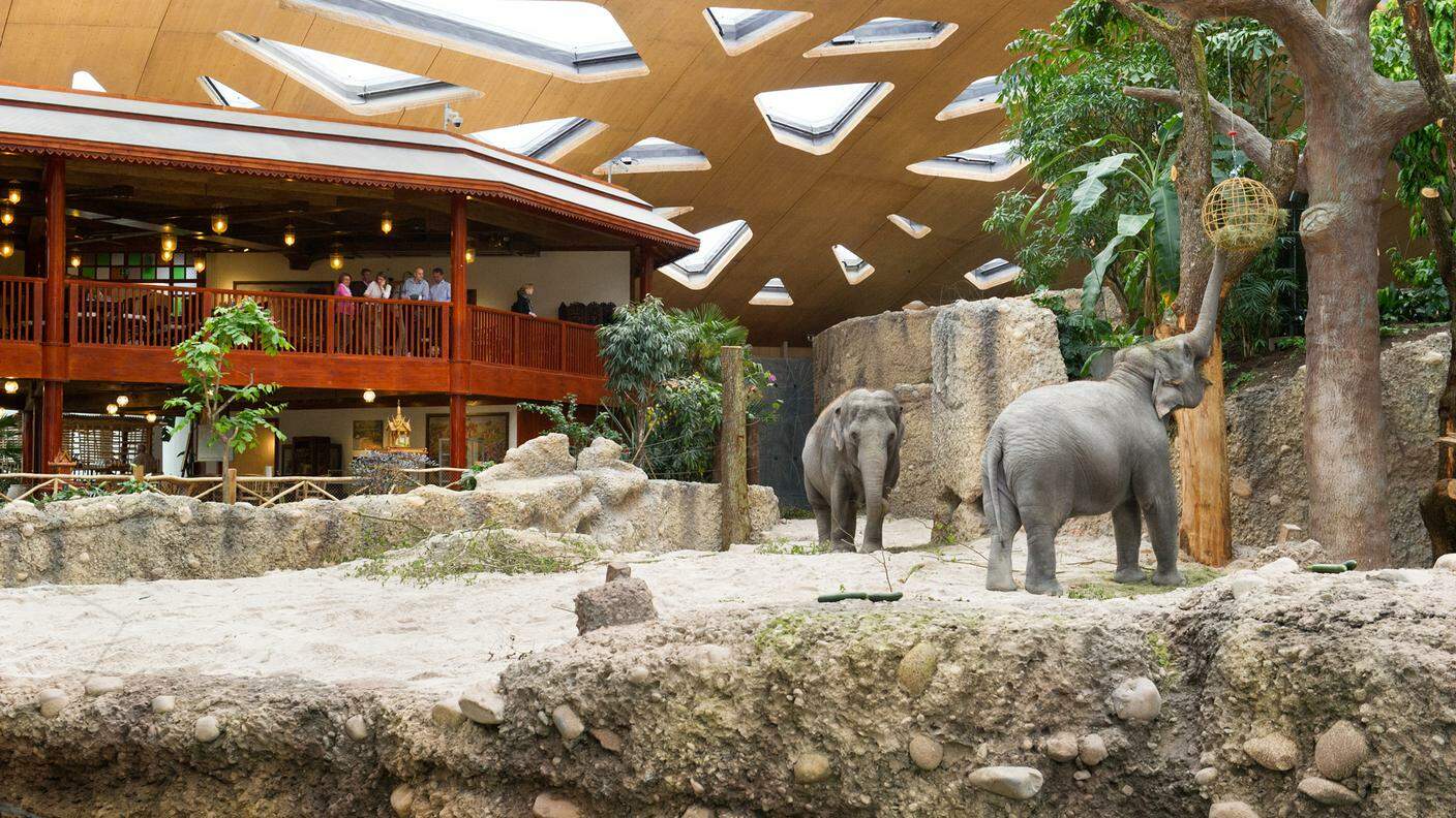 Agli elefanti è dedicata una vasta area dello zoo