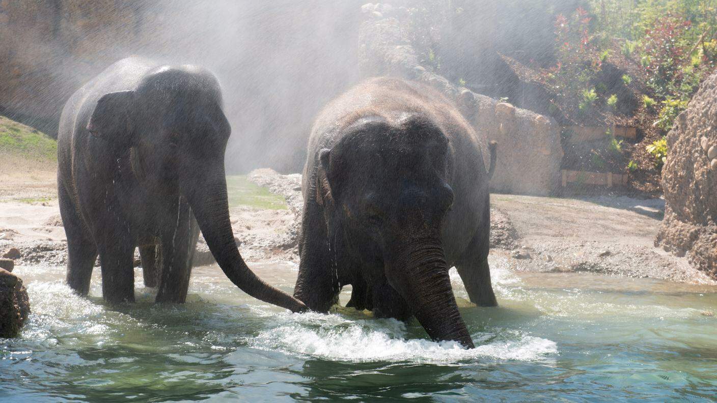 Sprazzi della nuova reggia per gli elefanti