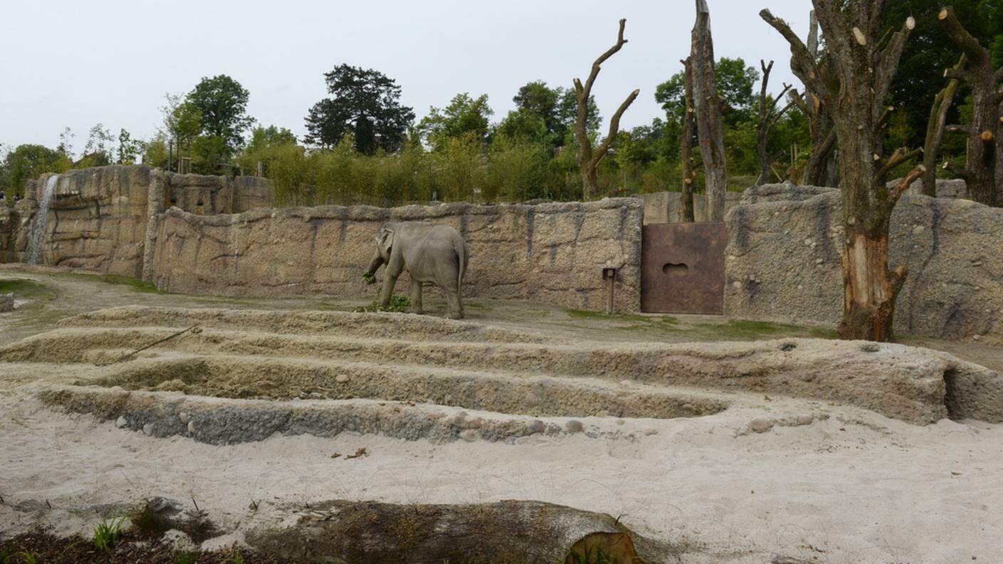 I sei elefanti possono ora vagare su una superficie nettamente maggiore
