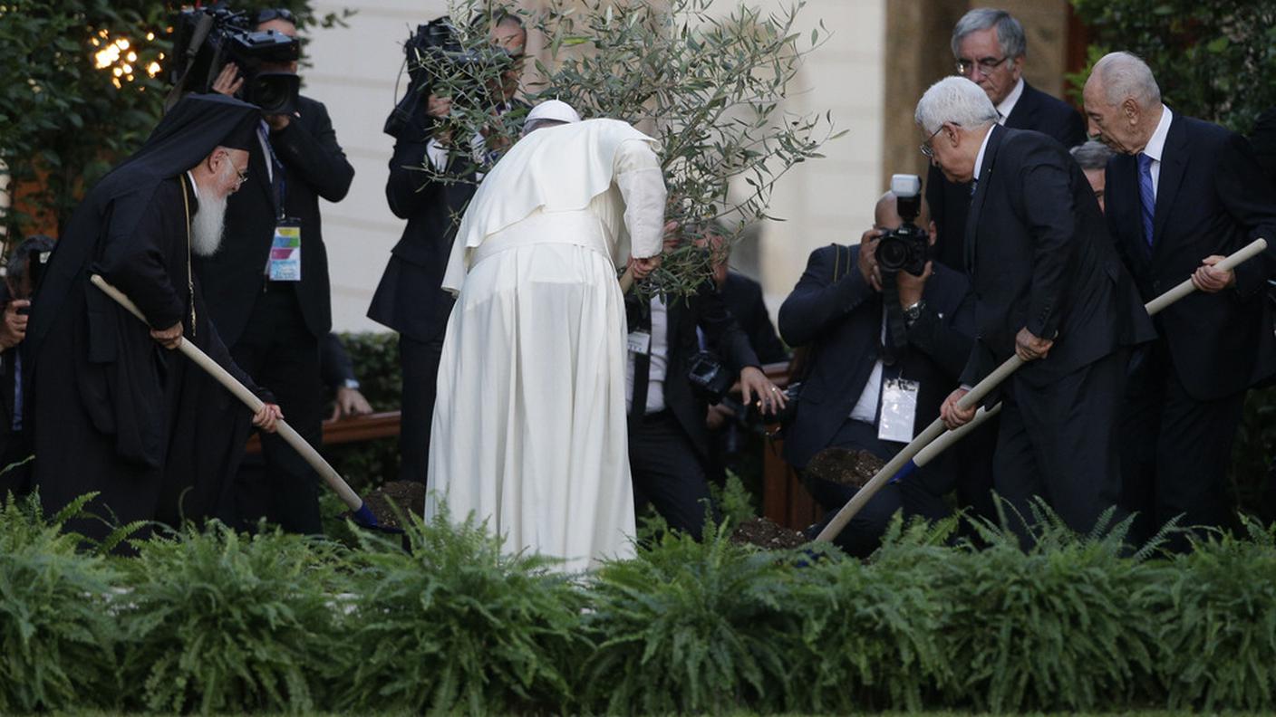 L'ulivo piantato nei giardini vaticani