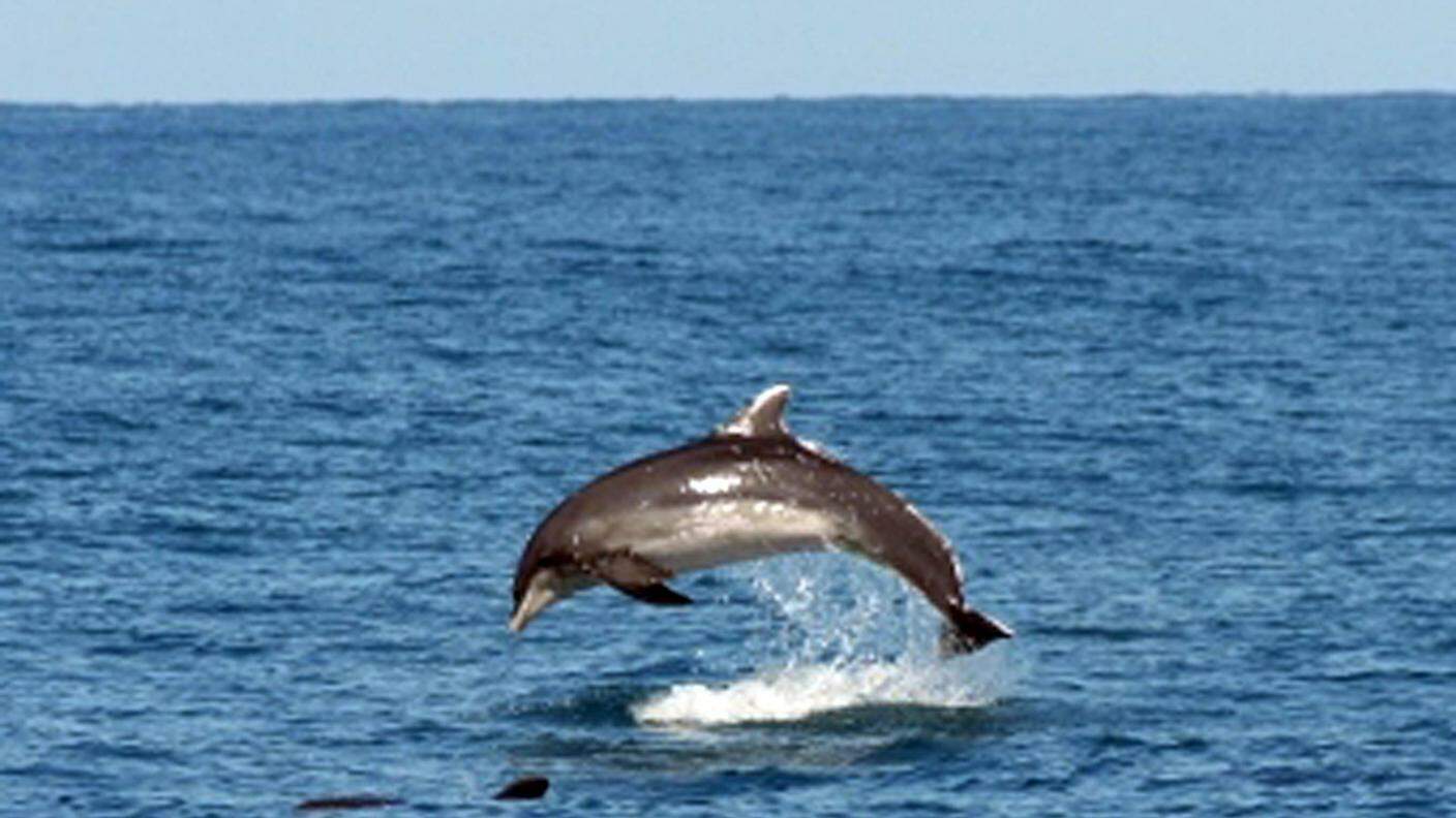 Sono 14 i delfini trovati morti nell'Alto Adriatico dall'inizio di giugno