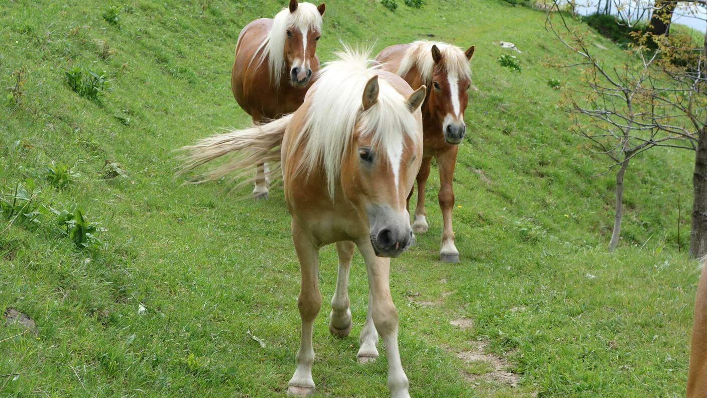 I cavalli del Bisbino