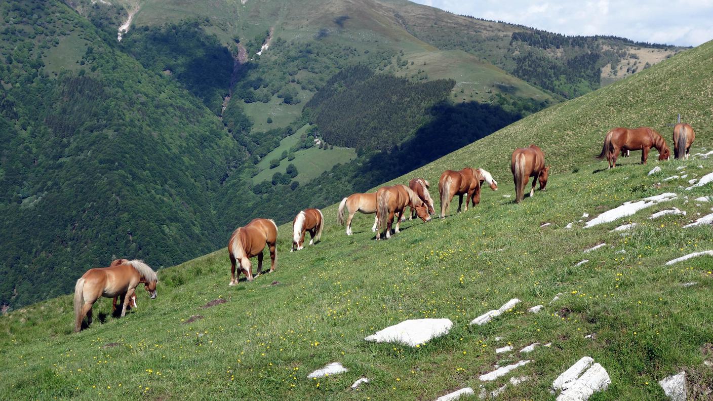 I cavalli del Bisbino