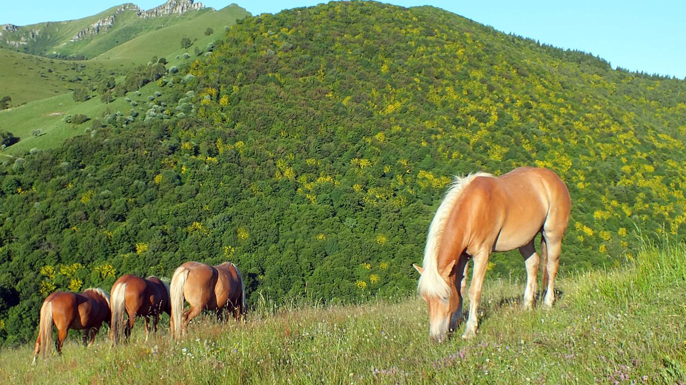 I cavalli del Bisbino