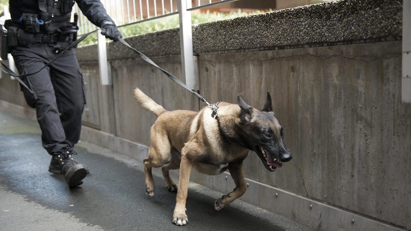 Le ricerche del fuggitivo sono subito scattate con l'aiuto di cani