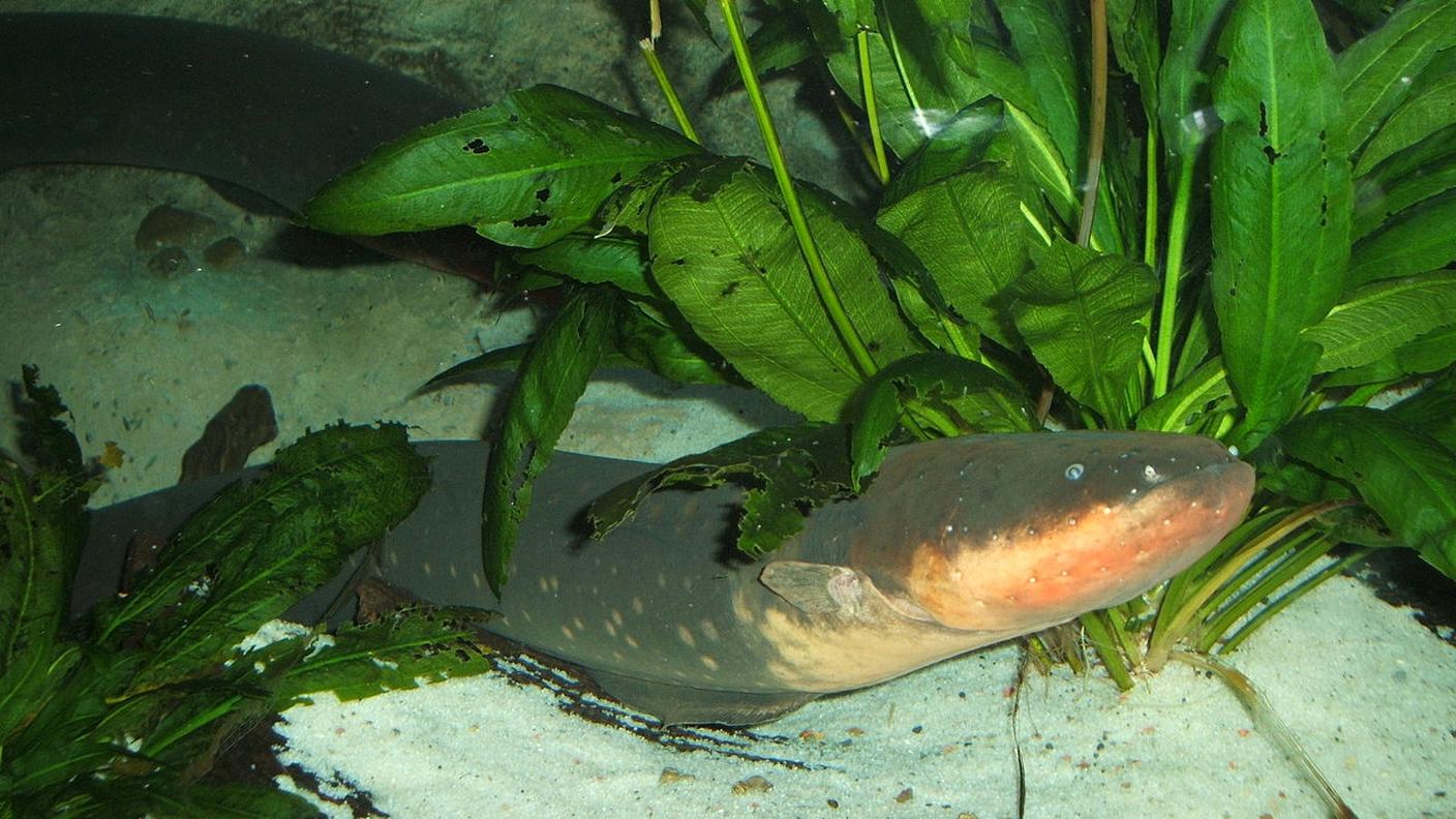 Anguilla elettrica
