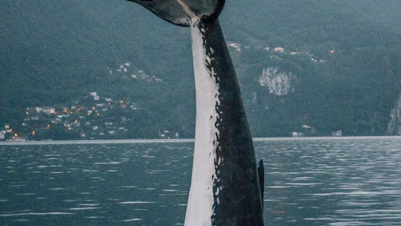 La coda della balena