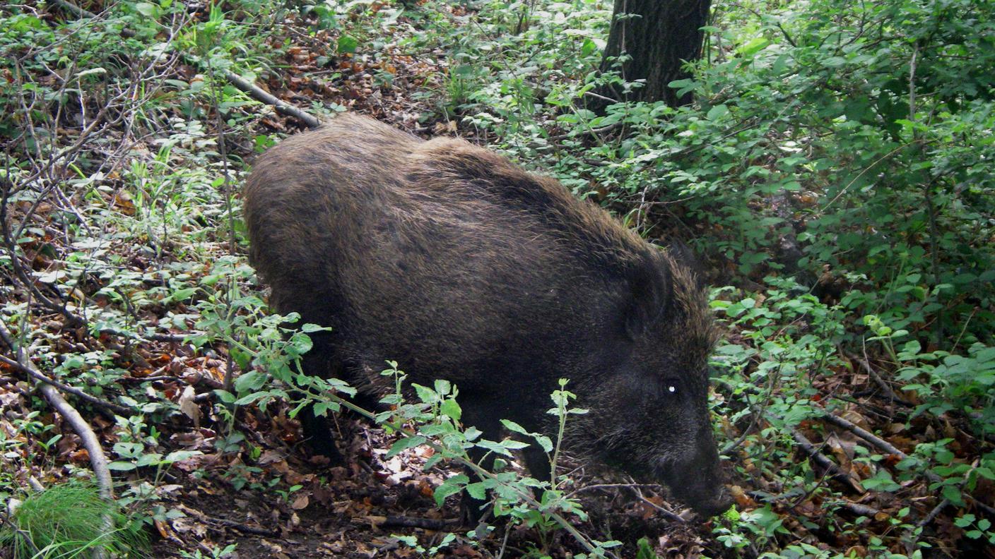 Troppi i danni provocati da cinghiali e cervi