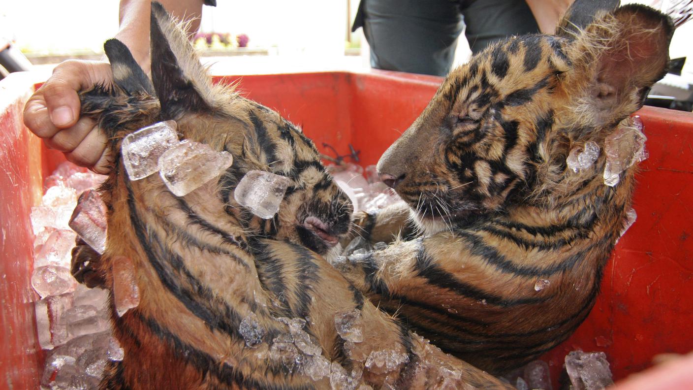 Due corpi di tigri di Sumatra pronti per essere venduti