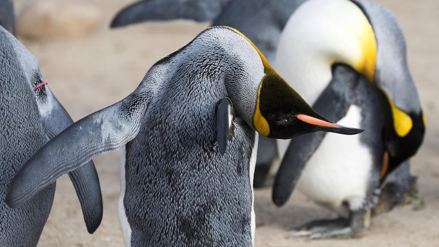 Il pinguino era un ''gigante''