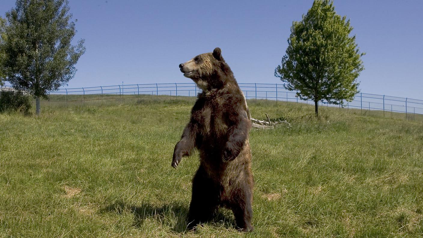 Solo tracce, intanto