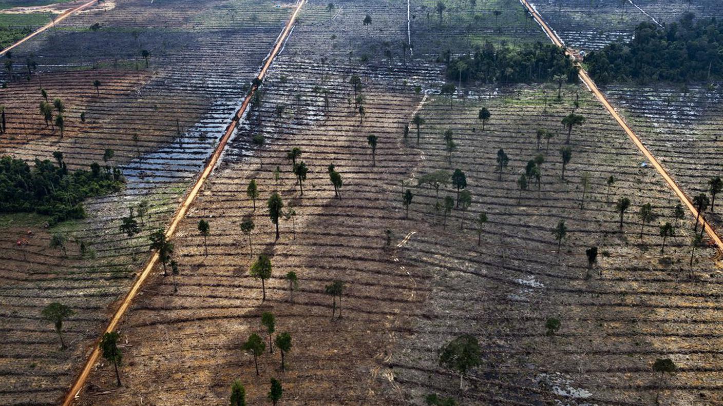 Deforestazione in Indonesia