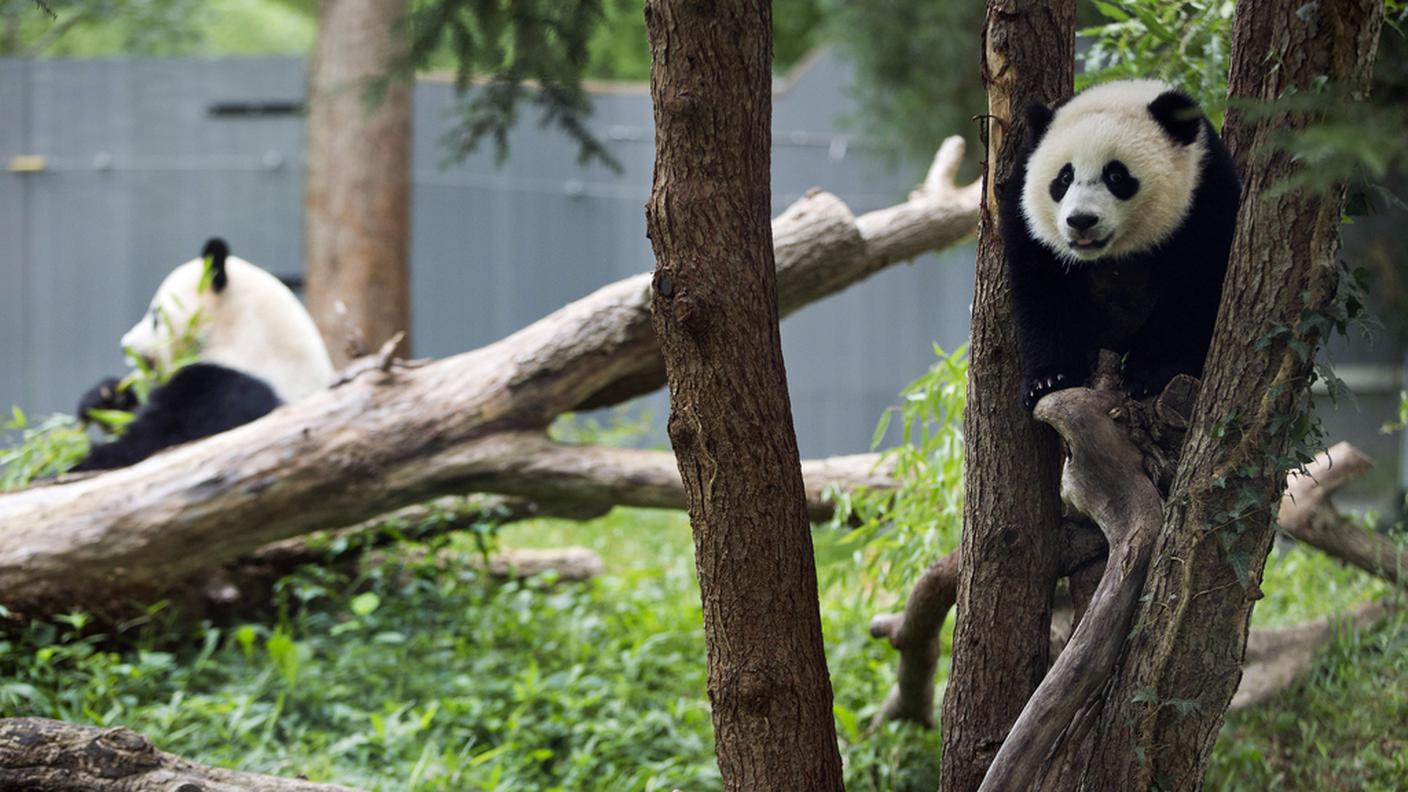 Qui si vede anche mamma Mei Xiang