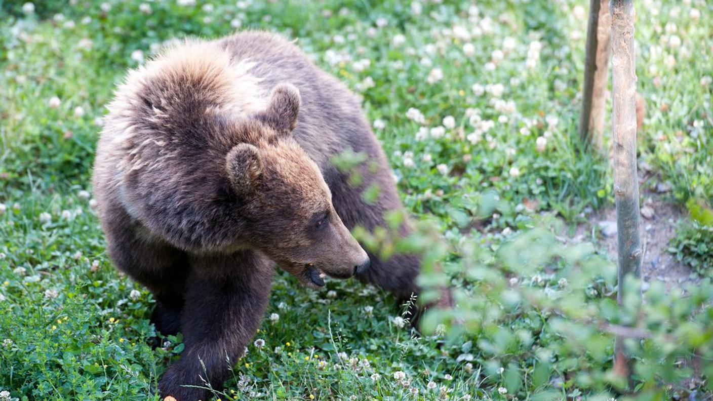 Un orso bruno
