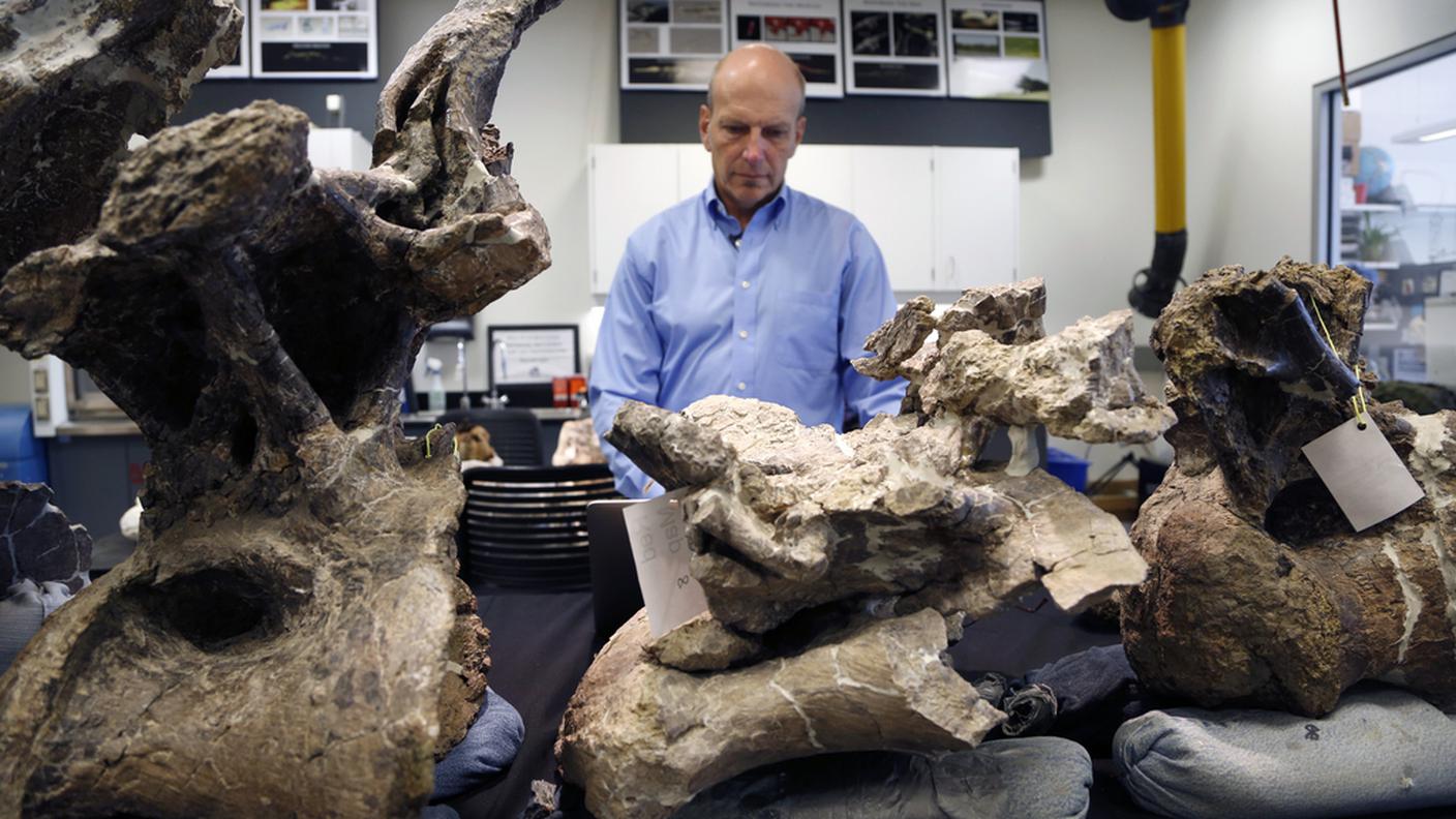 Un paleontologo al lavoro fra le vertebre dell'animale