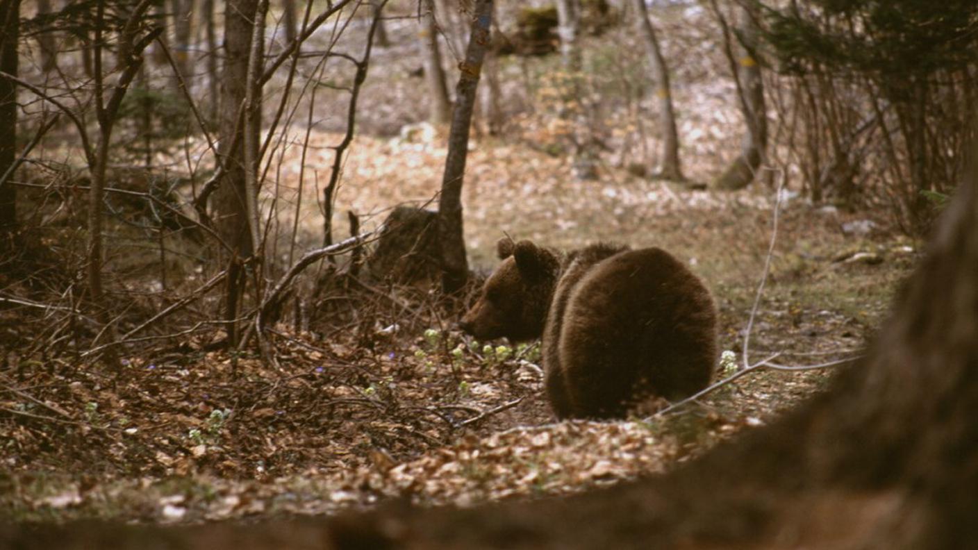 Daniza nei boschi del Trentino
